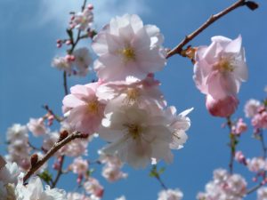 Blooming flowers